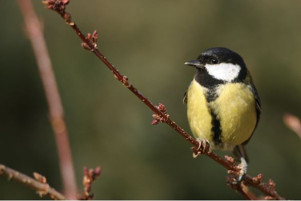 La population d’oiseaux communs continue sa chute en Auvergne-Rhône-Alpes