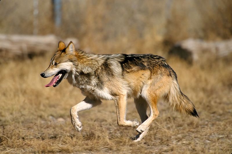 Le seuil de viabilité du loup désormais dépassé