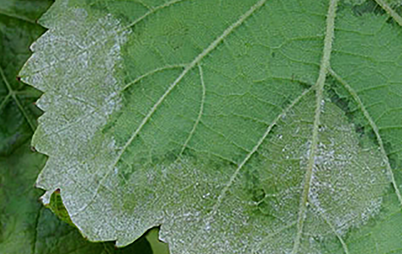 Amoeba : efficacité prouvée des produits contre le mildiou