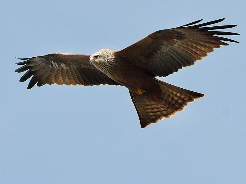 Populations d’oiseaux en Auvergne-Rhône-Alpes : évolution contrastée en fonction des habitats