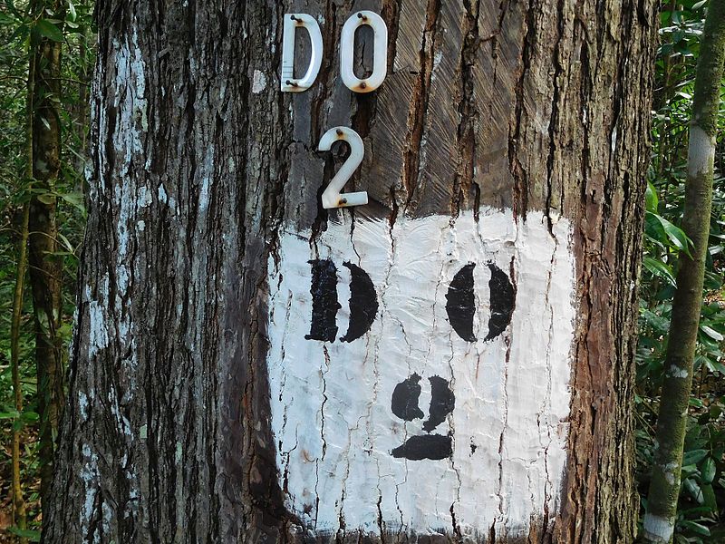 Bois et forêt : l’Ardèche soutient la filière