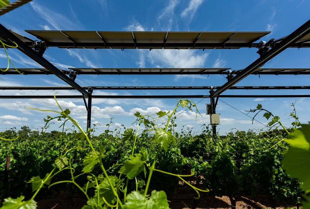 Boralex et Sun’Agri s’allient pour développer l’agrivoltaïsme en Europe