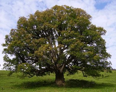 Cusset : succès du plan 1000 arbres malgré le confinement