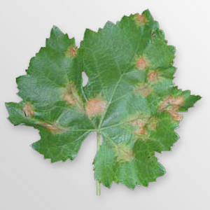 Plasmopara_viticola_000, entraine des dégâts sur les feuilles mais aussi sur les fruits ( photo DR)