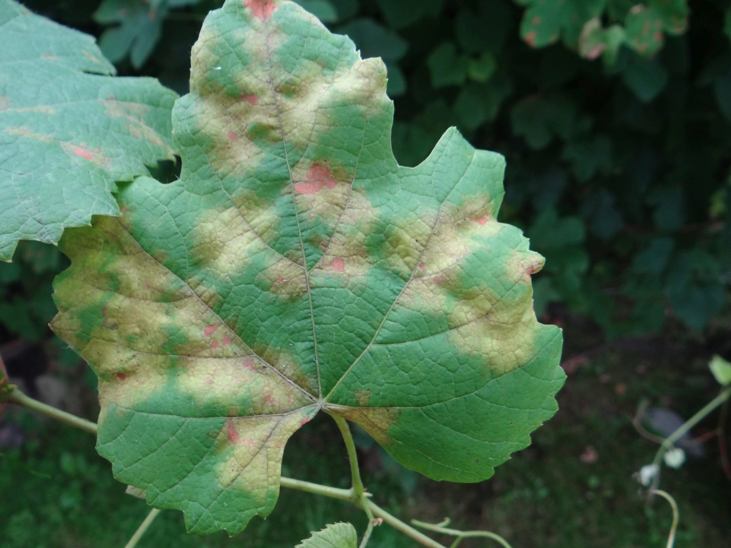 PLasmopora Viticola
