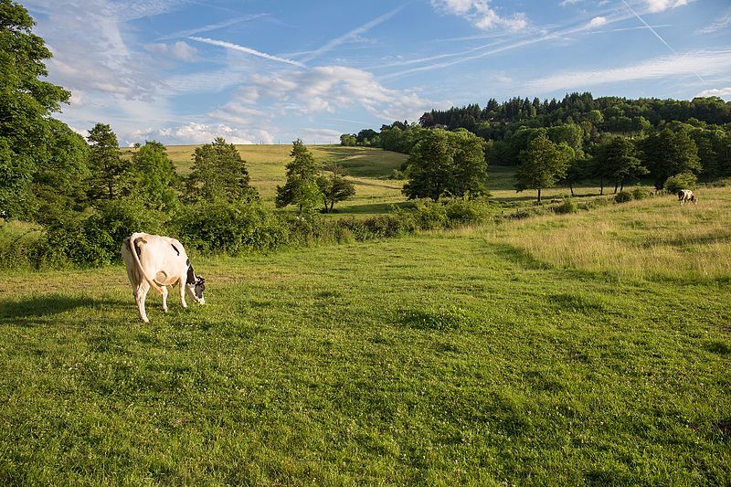 Cluster Herbe Massif Central : un colloque sur la ressource fourragère