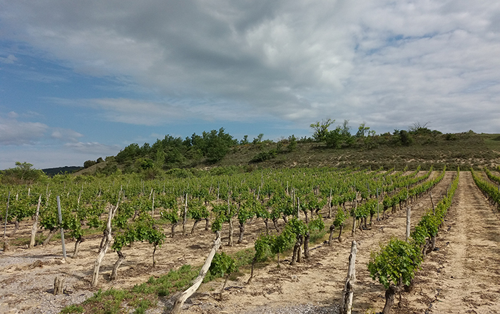 Le développement de la biodiversité, priorité revendiquée par les vignerons ardéchois