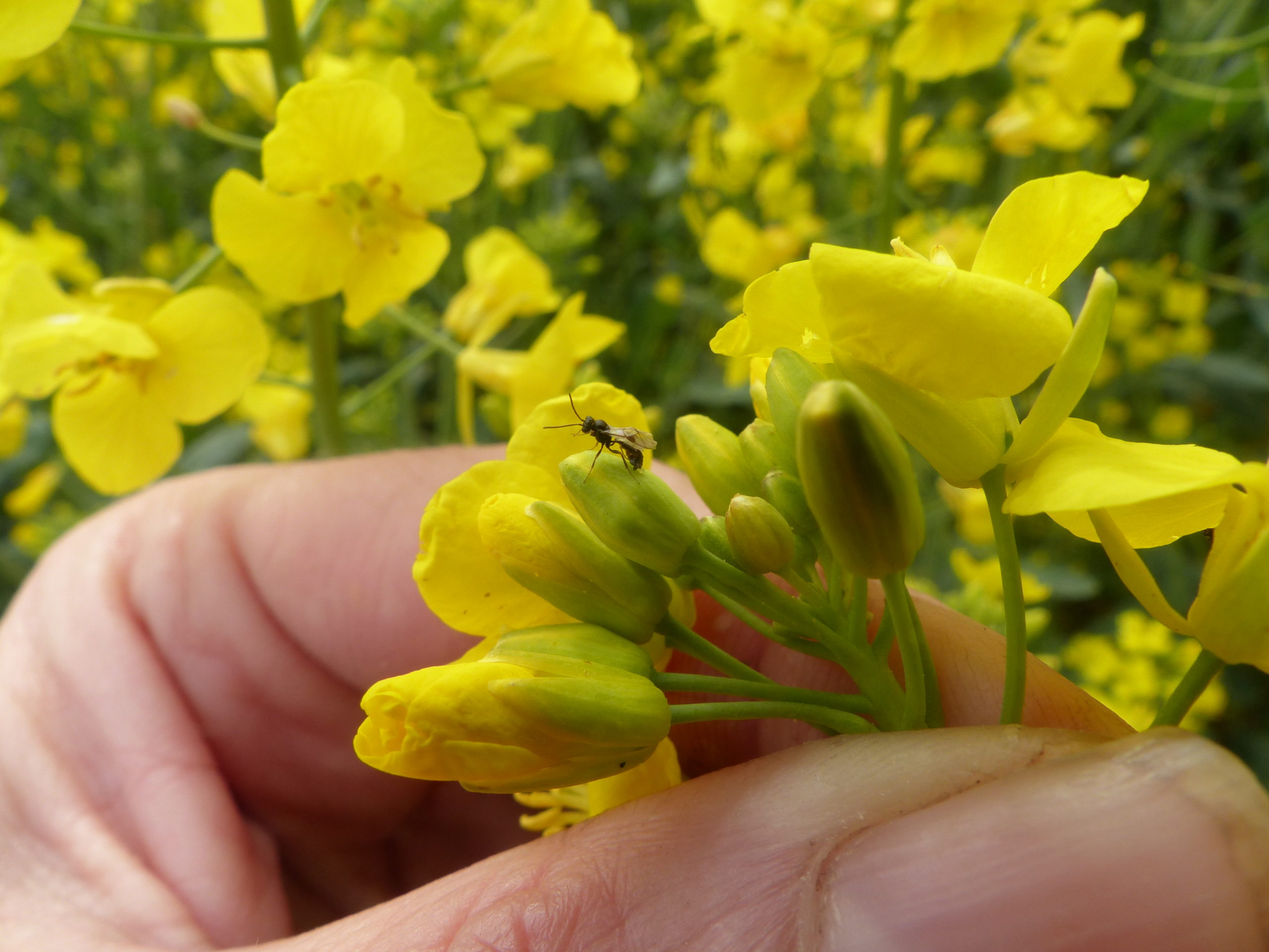 BASF en avance sur sa stratégie agroécologique