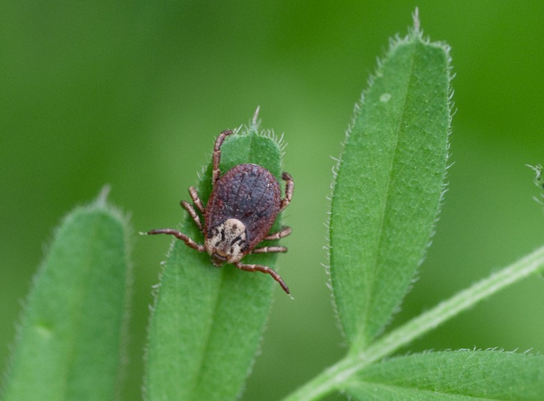 Tiques, maladie de Lyme : les forêts d’Auvergne-Rhône-Alpes concernées