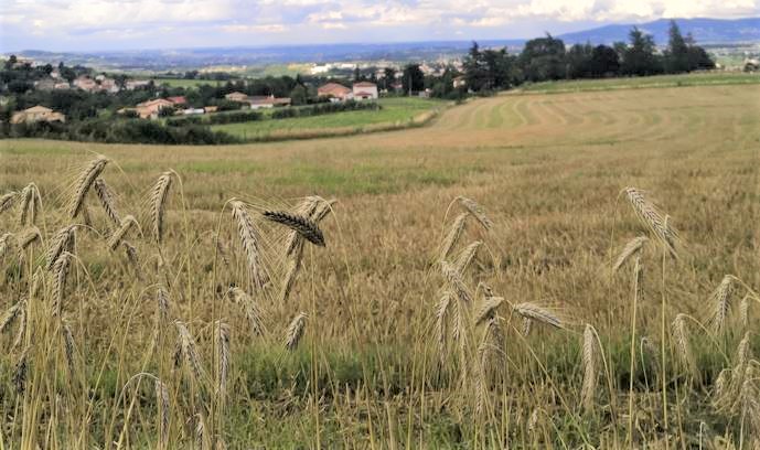 Greencell veut relever le « grand défi biocontrôle et biostimulants » du Gouvernement
