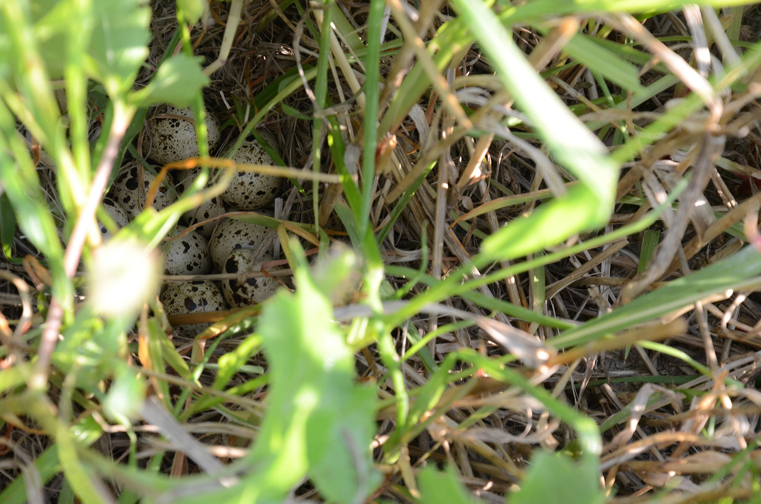 L’économie doit changer vite pour protéger la biodiversité