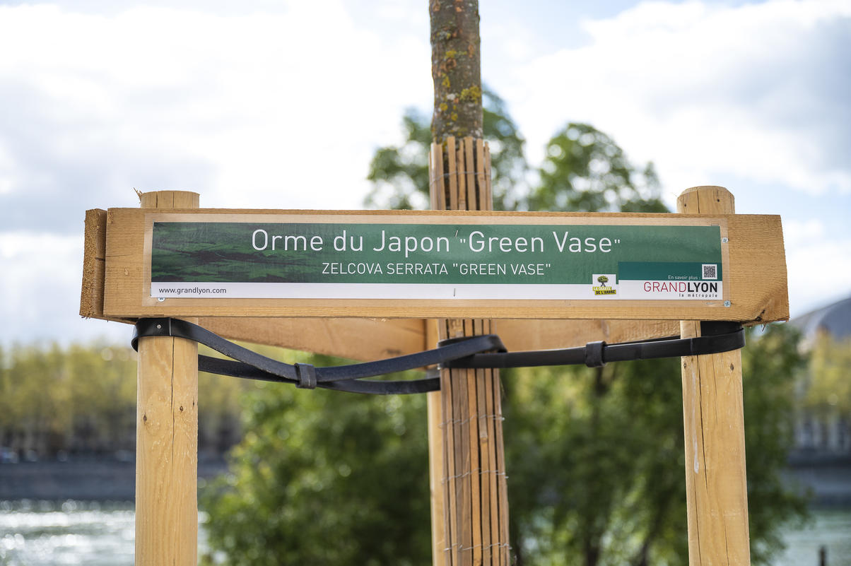 A Lyon, des arbres adaptés au changement climatique sur un quai du Rhône