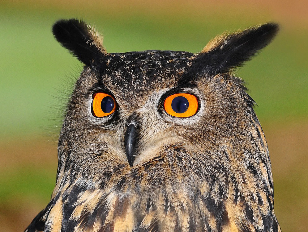 Sécurisation d’une ligne 20 000 volts pour protéger le Hibou grand-duc en Isère