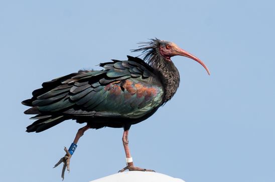 Un ibis chauve de passage en Auvergne-Rhône-Alpes