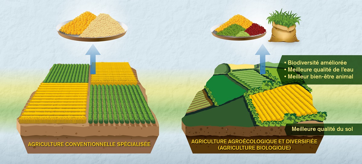 Vers une meilleure comparaison entre agriculture biologique et conventionnelle