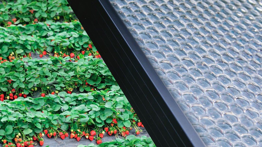 Insolight à l’assaut du marché agrivoltaïque