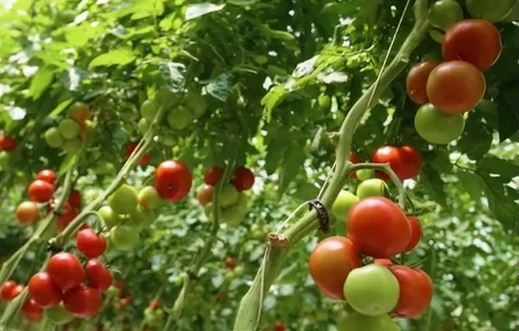 A Vancia, Maréchal Fraîcheur gagne le pari du maraîchage métropolitain