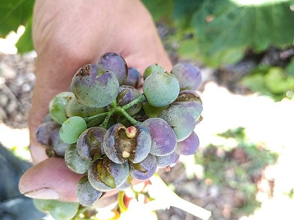 Efficacité confirmée pour la solution de biocontrôle contre le mildiou de la vigne d’Amoéba