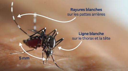 Le moustique tigre poursuit sa colonisation du bassin lémanique