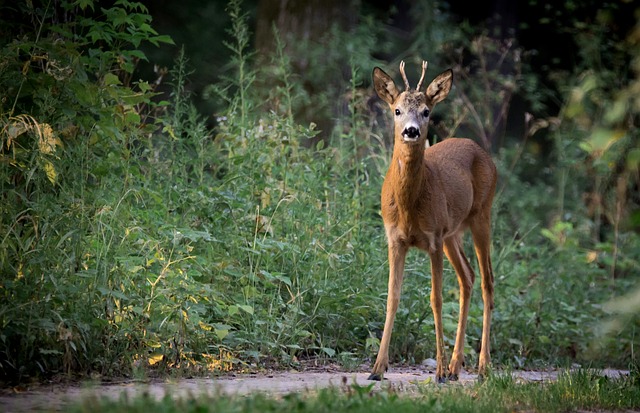 Chasse : sangliers et chevreuils toujours nombreux dans le Rhône