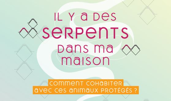 Les serpents : les connaître pour les respecter sans crainte