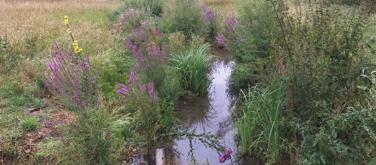 Le comité français de l’UICN plaide en faveur des solutions fondées sur la nature (SfN)