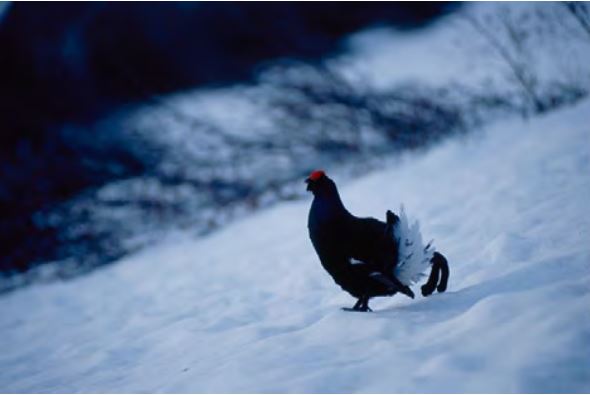 Birdski, un projet européen pour préserver les oiseaux en domaine skiable