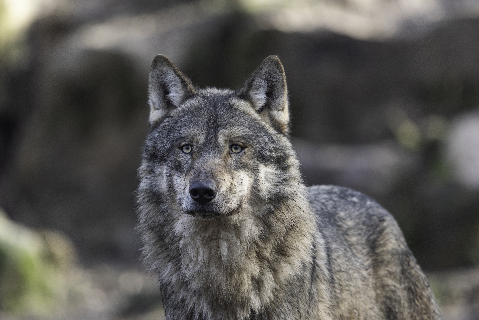 Le loup confirme son implantation et son impact dans le Valais
