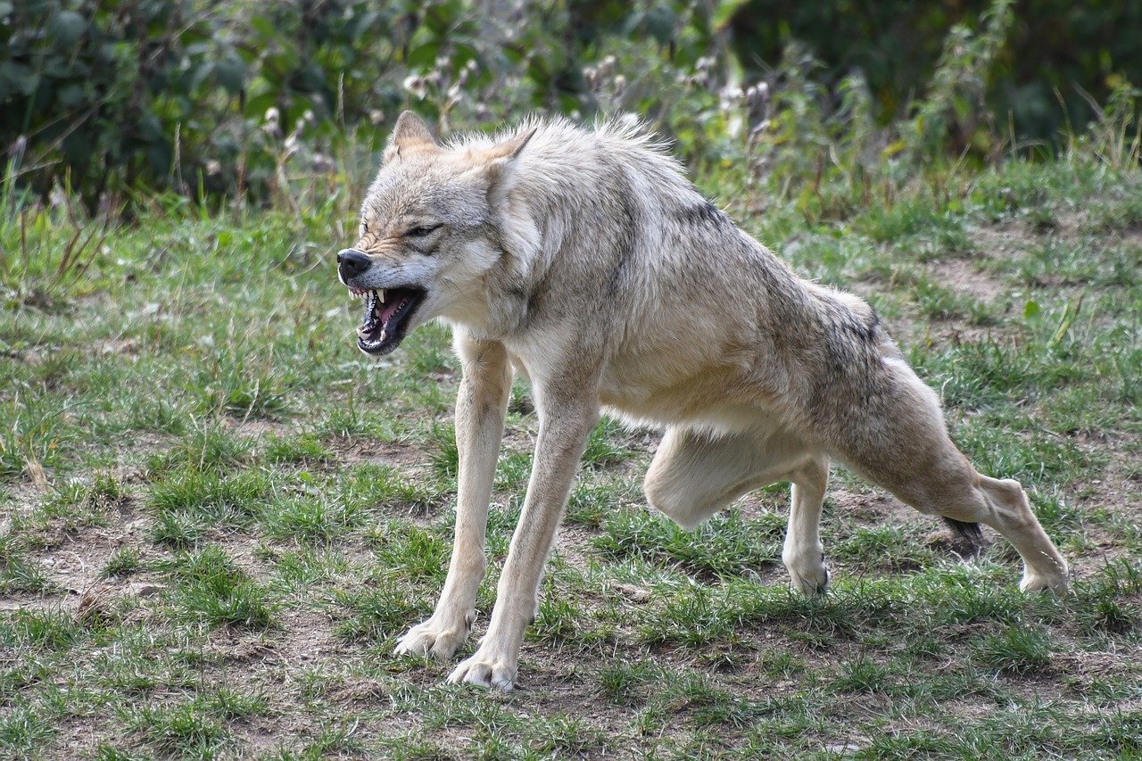 Les éleveurs mobilisés à Grenoble contre le loup