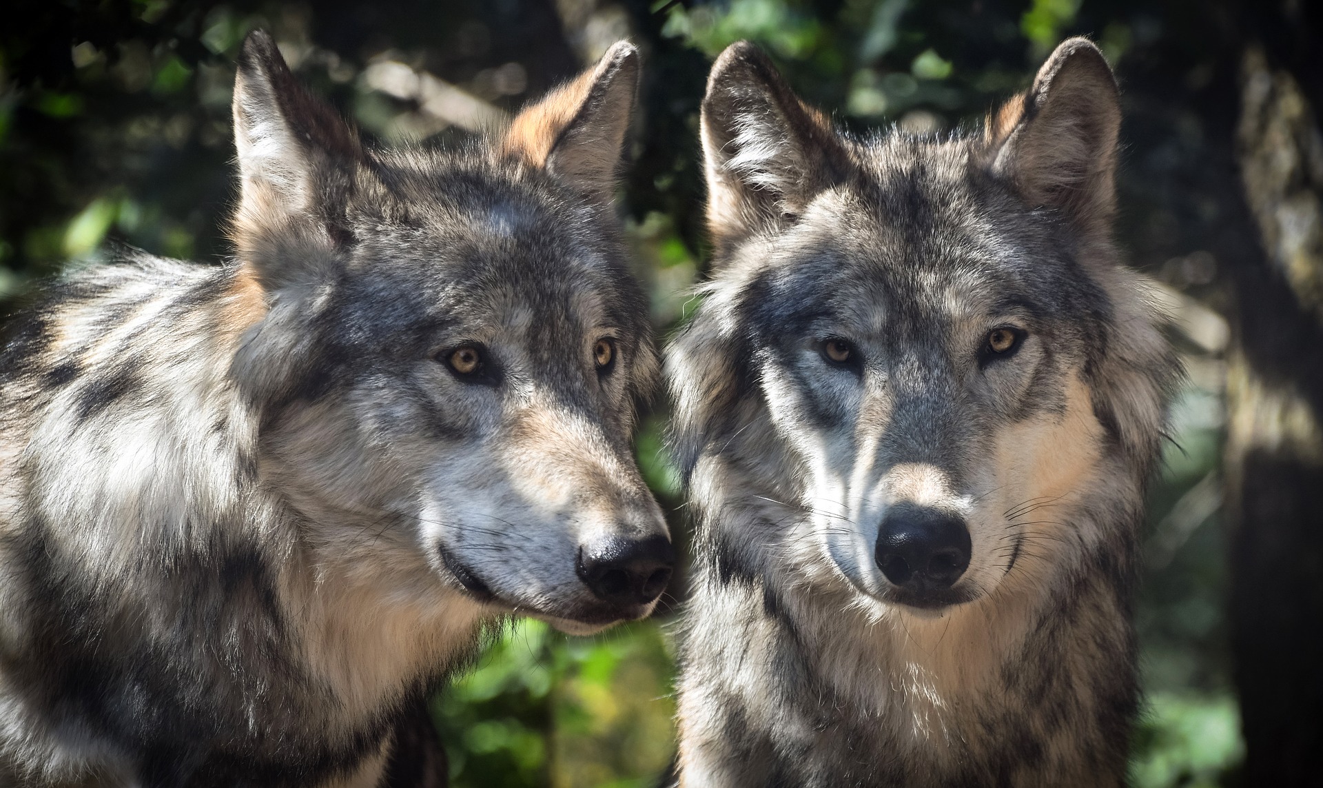 Loin des polémiques, seule la science doit décider de la gestion du loup